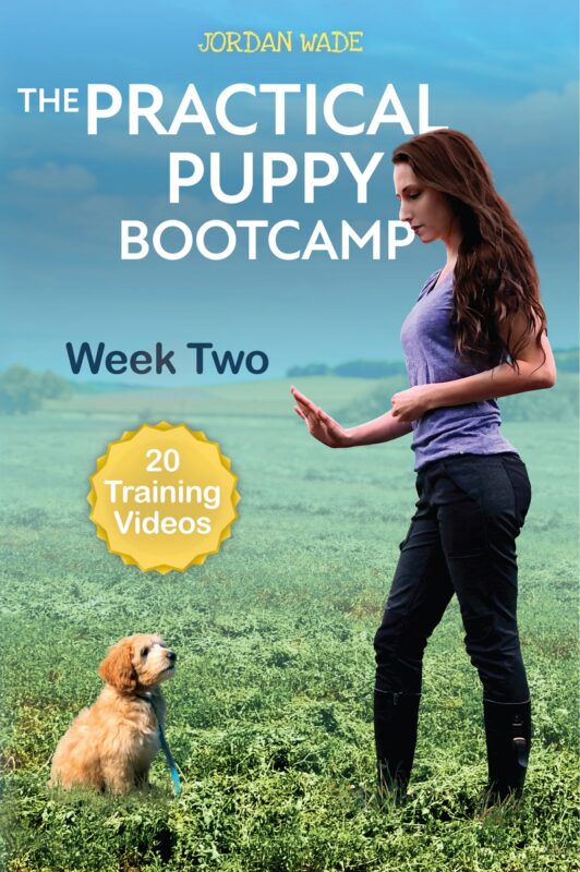 The Practical Puppy Bootcamp: Week Two